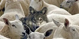 When shepherds look&nbsp;away